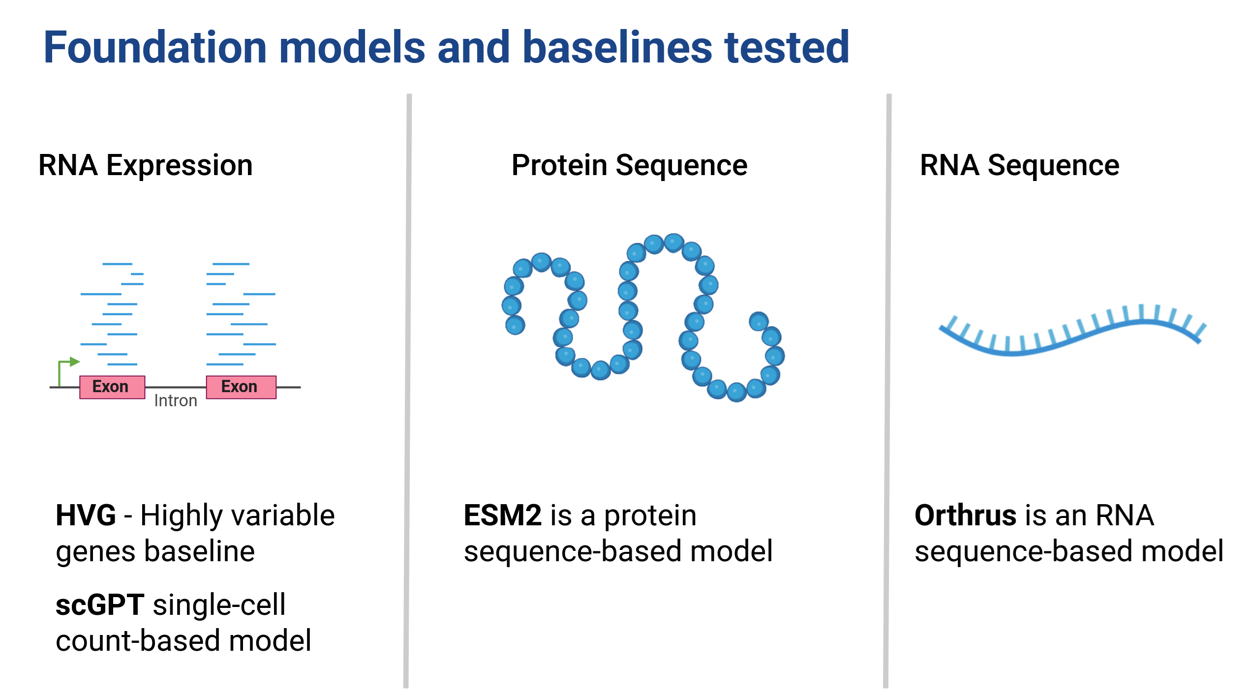 Title: foundation models and baselines tested. Three parts are shown. 1) RNA expression with RNA pileup. HVG: highly variable gene baseline. scGPT: single-cell count-based model. 2) Protein sequence with string of amino acids. ESM2 is a protein sequence-based model. 3) RNA sequence with a string of RNA nucleotides. Orthrus is a RNA sequence-based model.