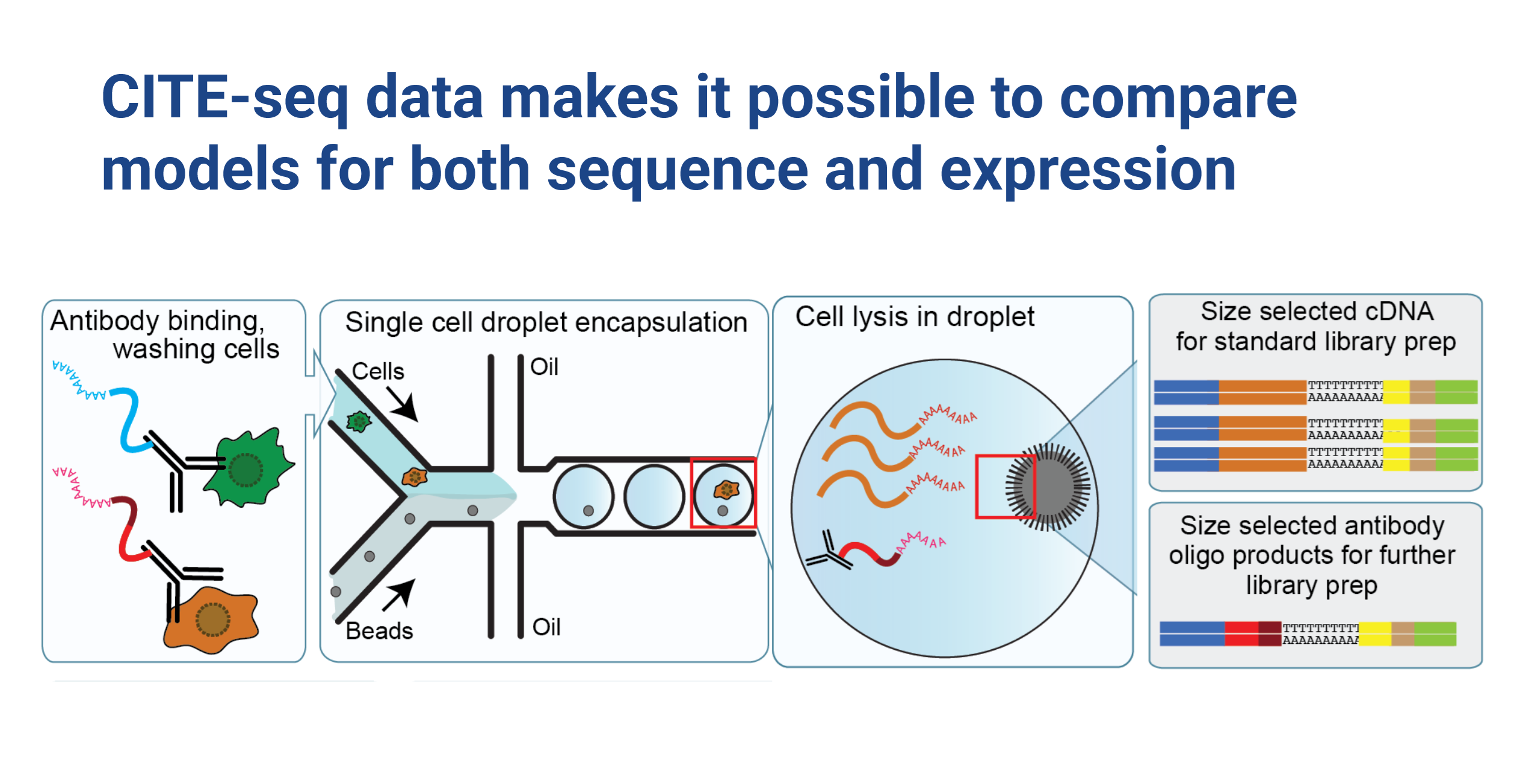 Title: CITE-seq data makes it possible to compare models for both sequence and expression