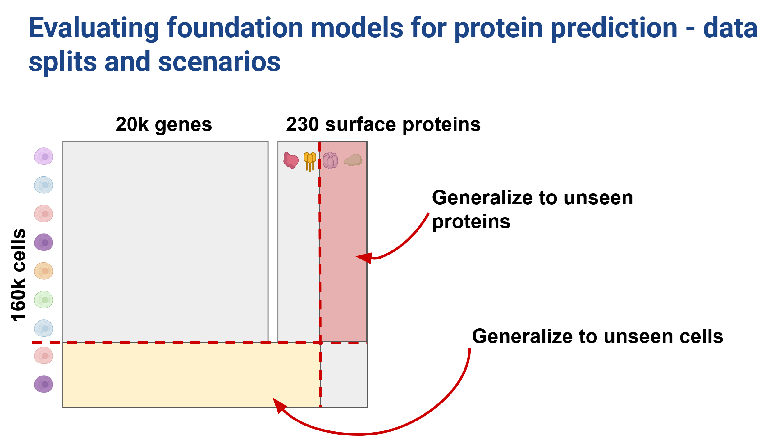 Title: Evaluating foundation models for protein prediction - data splits and scenarios. Matrix of 160k cells x 20k genes and 160k cells x 230 surface proteins. Data splits shown to generalize to unseen proteins and to unseen cells